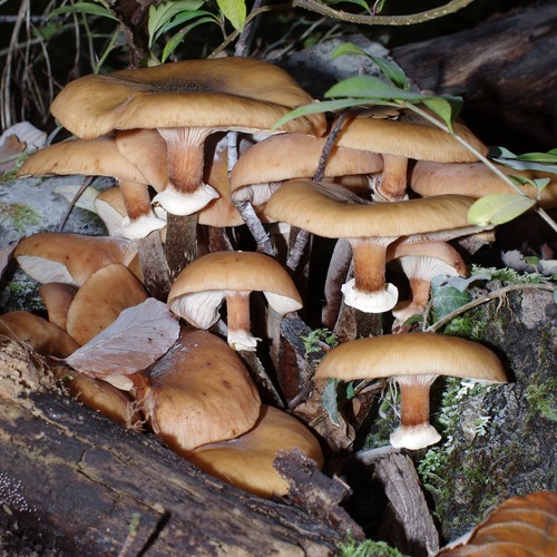 Armillaria mellea.