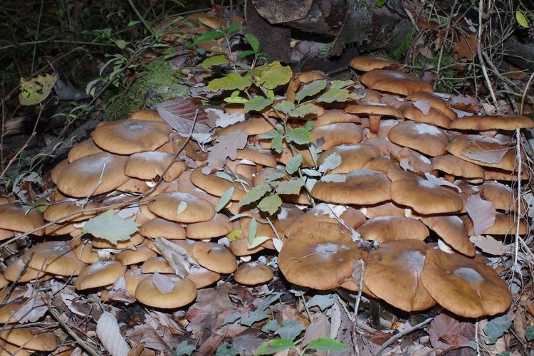 Armillaria mellea.