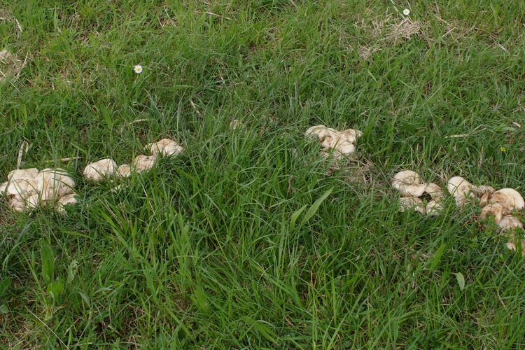 Calocybe gambosa.