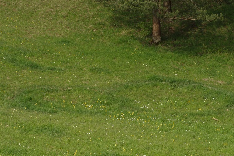 Calocybe gambosa.