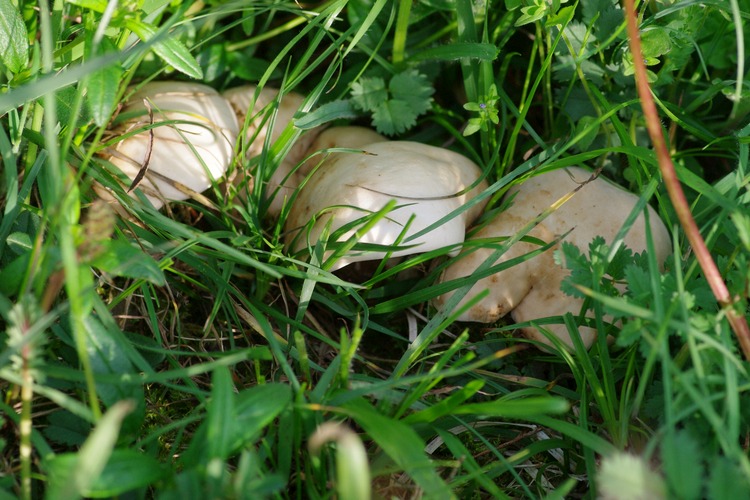 Calocybe gambosa.