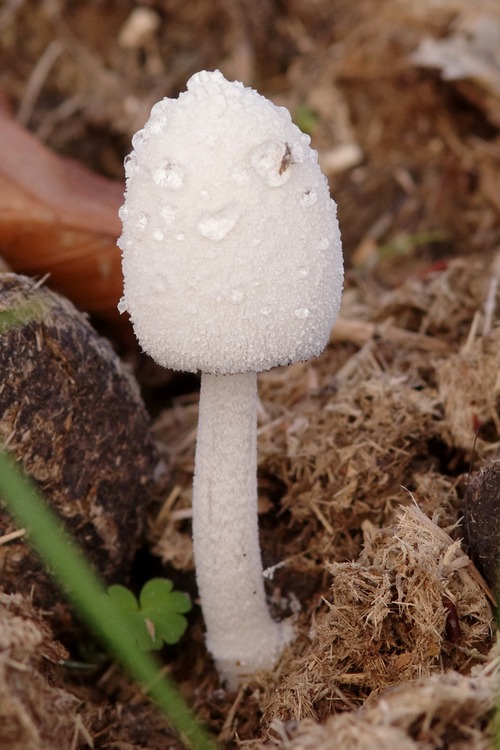 Coprinopsis nivea.