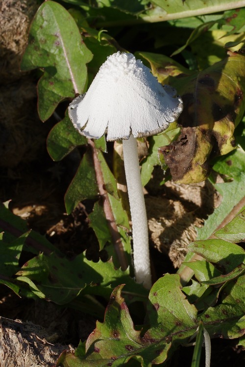 Coprinopsis nivea.