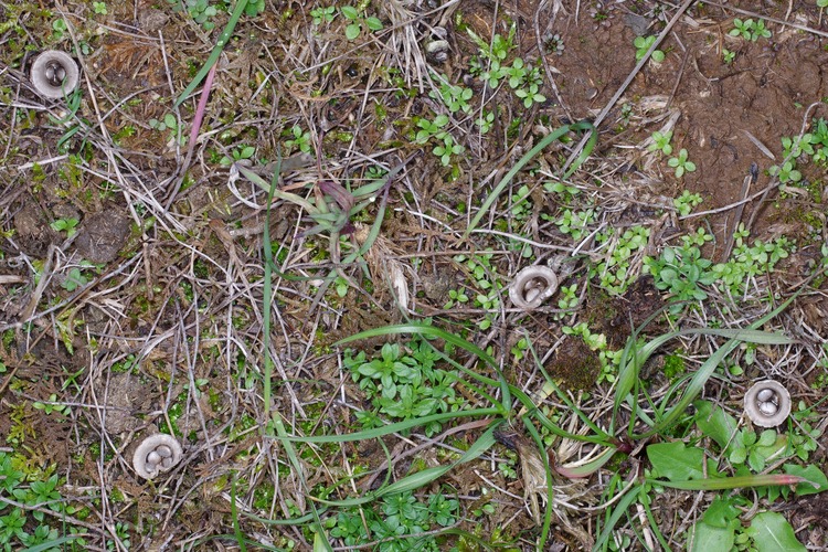 Cyathus olla.