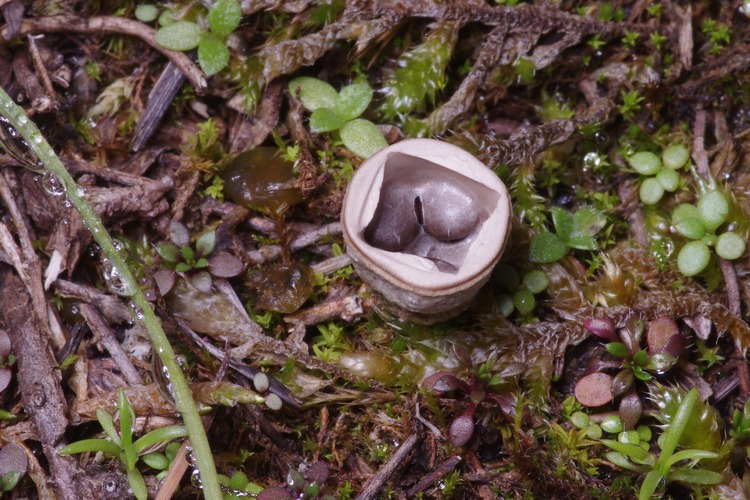 Cyathus olla.