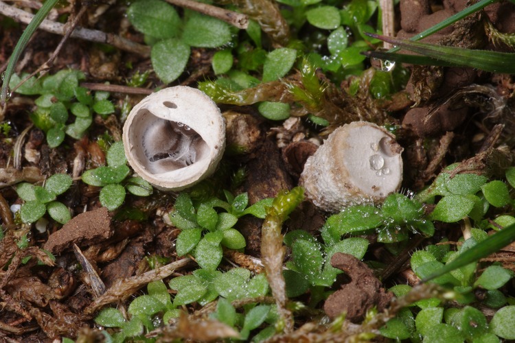 Cyathus olla.