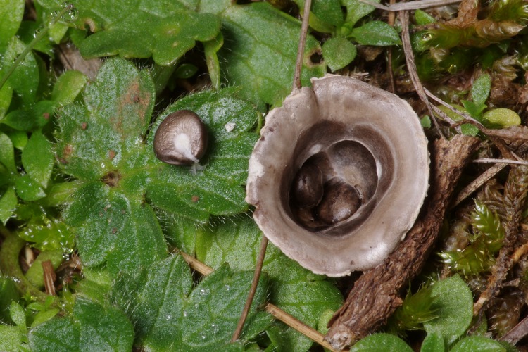 Cyathus olla.