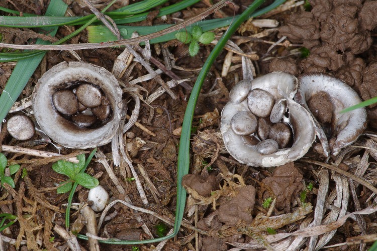 Cyathus olla.