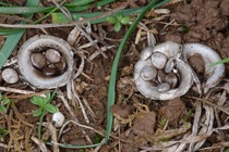 Cyathus olla.