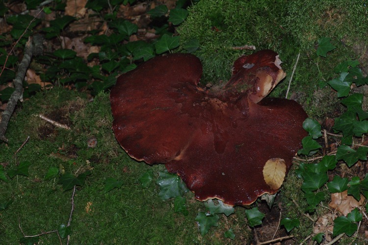 Fistulina hepatica.