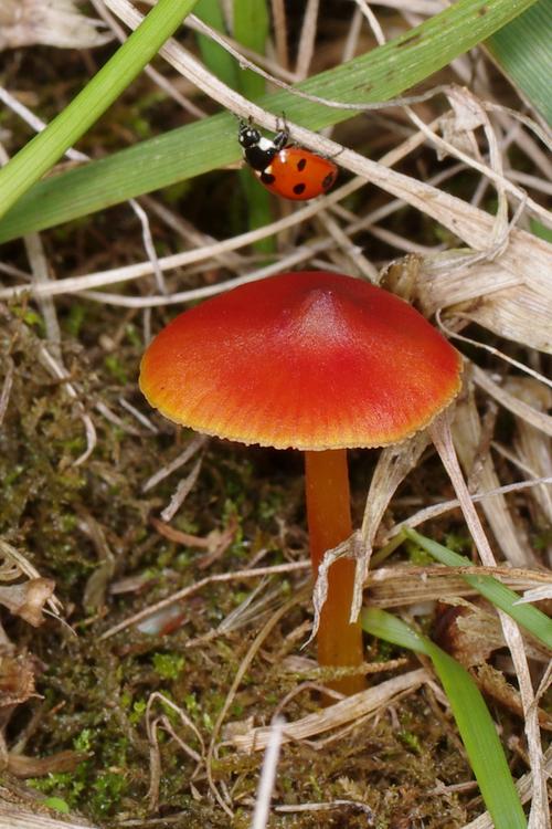 Hygrocybe conica.