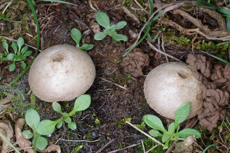 Lycoperdon perlatum.