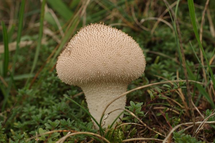 Lycoperdon perlatum.