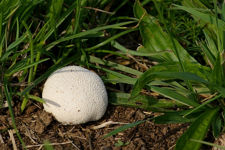 Lycoperdon pratense.