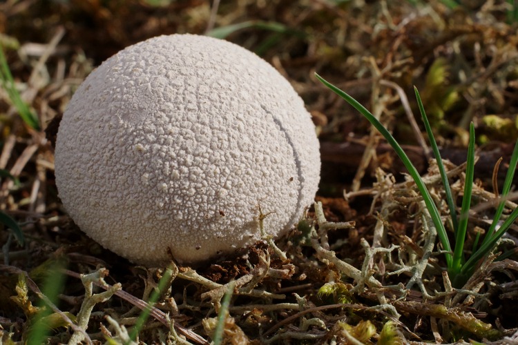 Lycoperdon pratense.