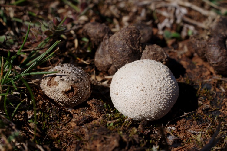 Lycoperdon pratense.