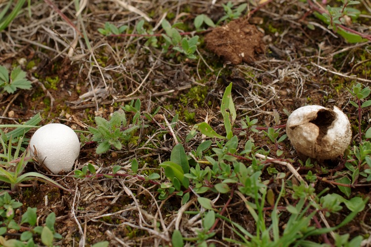 Lycoperdon pratense.