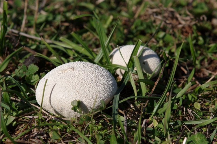 Lycoperdon pratense.