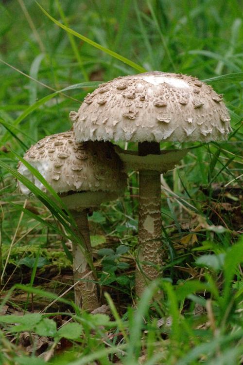 Macrolepiota procera.