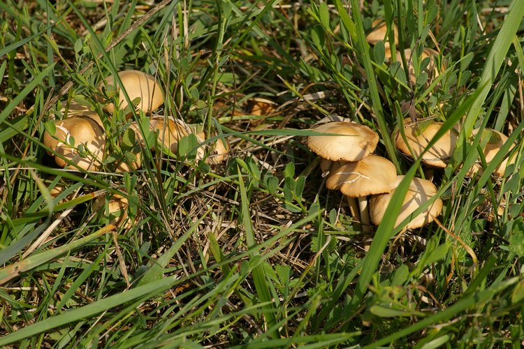 Marasmius oreades.