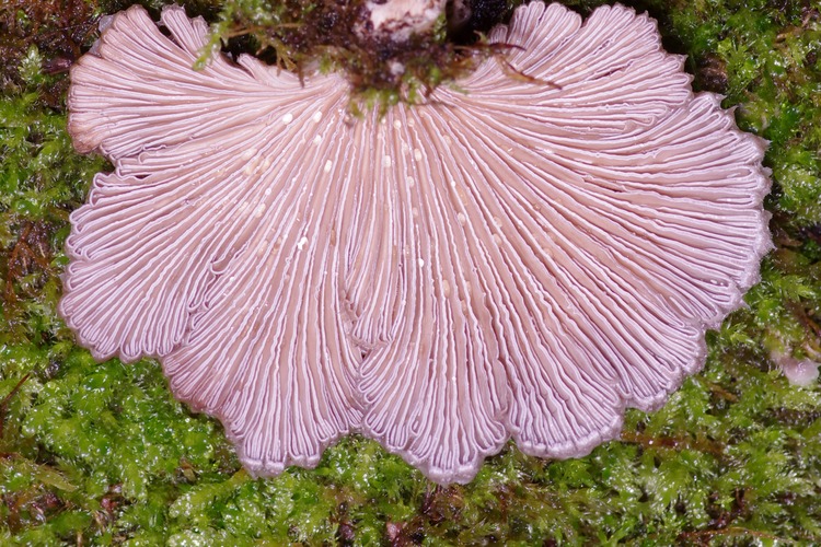 Schizophyllum commune.