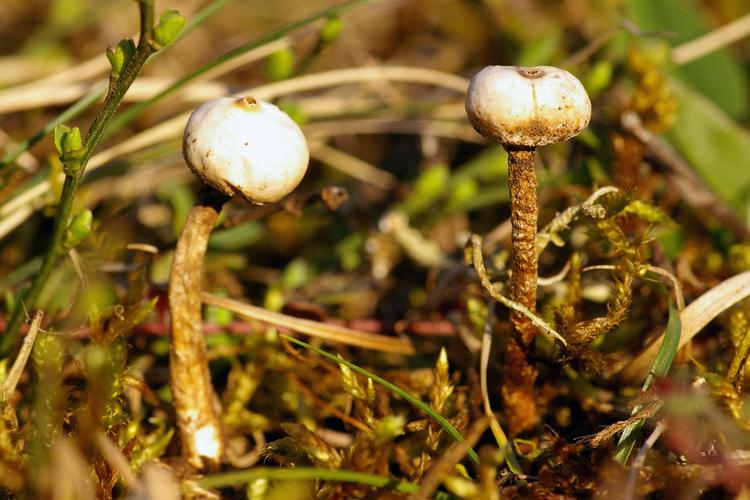 Tulostoma brumale.