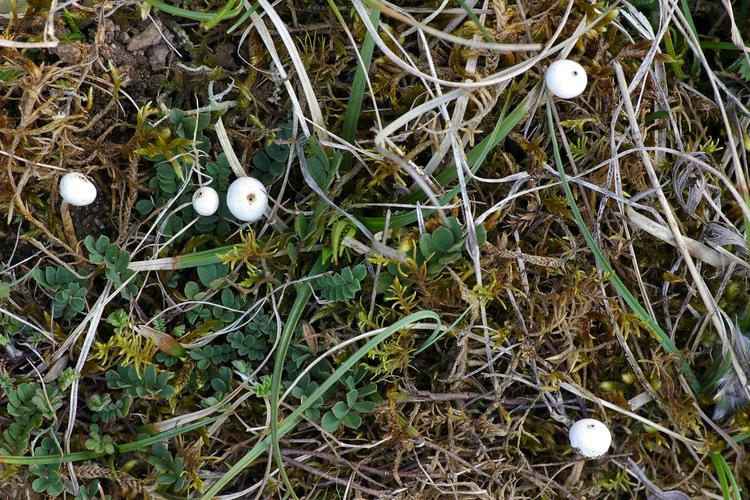 Tulostoma brumale.