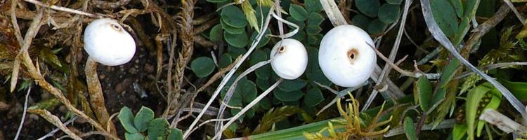 Tulostoma brumale.