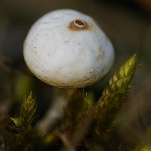 Tulostoma brumale.