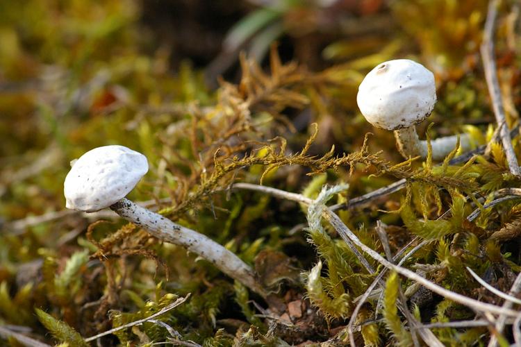 Tulostoma brumale.