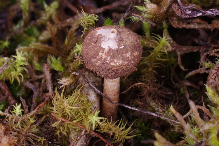 Tulostoma brumale.