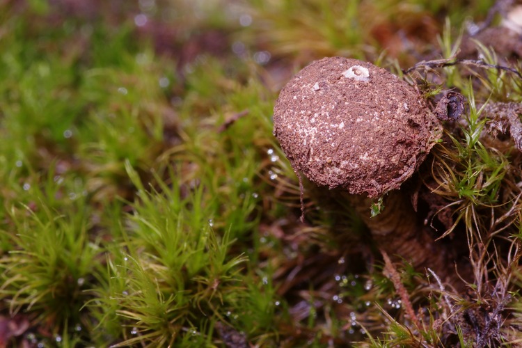 Tulostoma brumale.