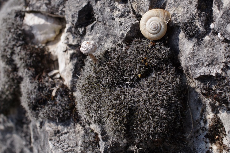 Tulostoma brumale.