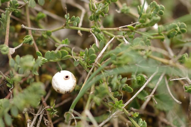 Tulostoma brumale.