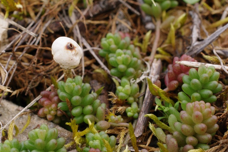 Tulostoma brumale.