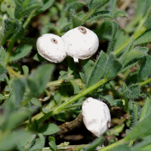 Tulostoma brumale.