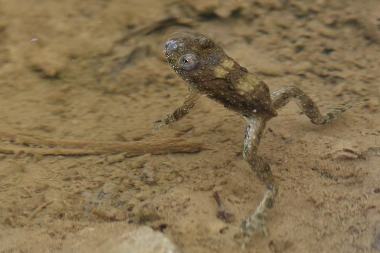 Bombina variegata.