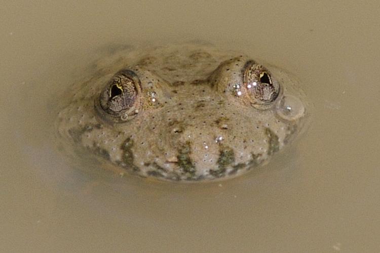 Bombina variegata.