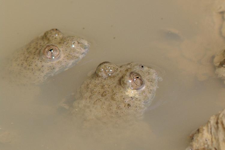 Bombina variegata.