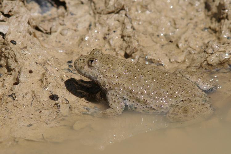 Bombina variegata.