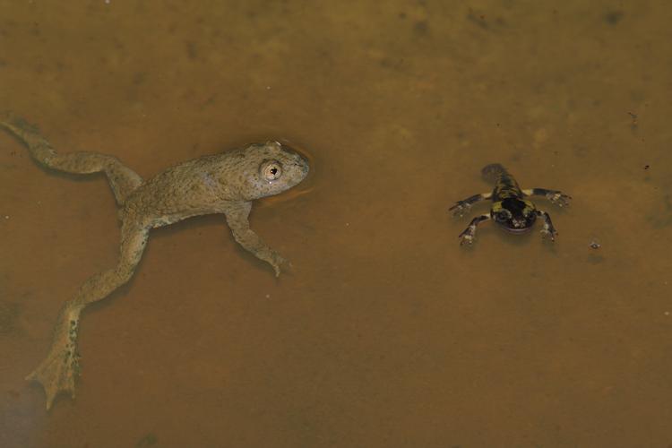 Bombina variegata et Salamandra salamandra.