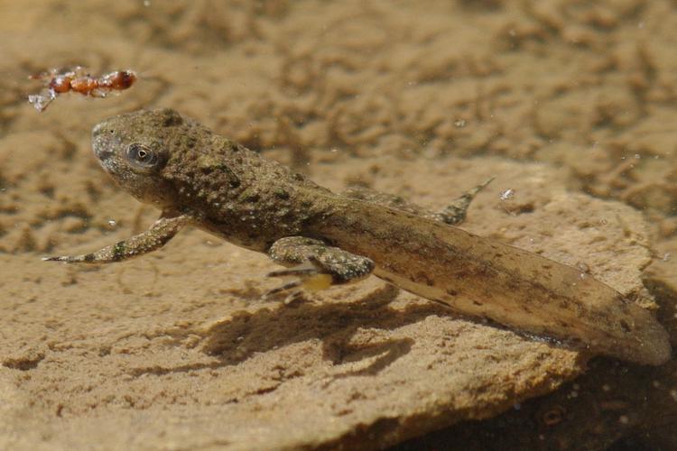 Bombina variegata.