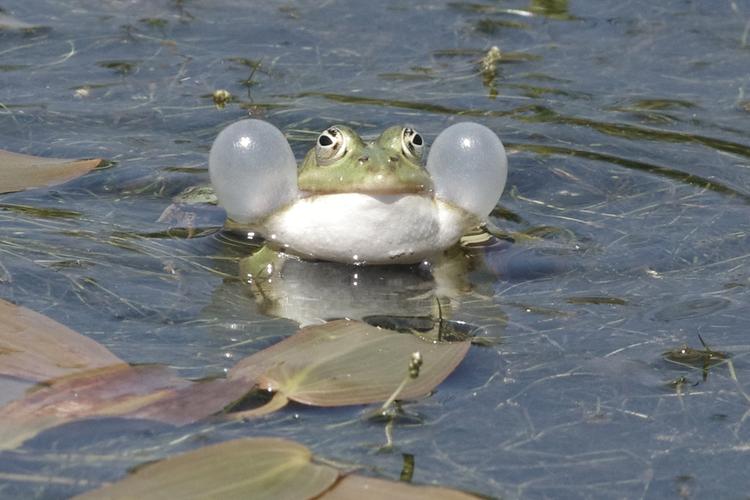 Pelophylax.