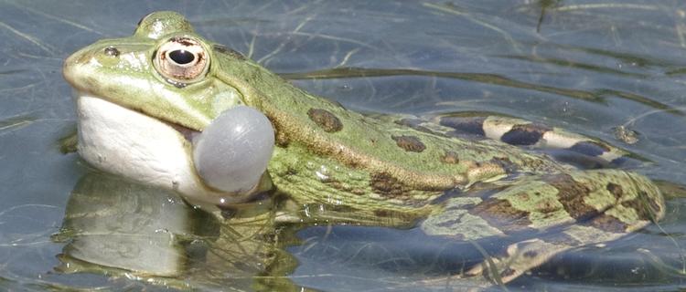 Pelophylax.