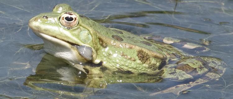 Pelophylax.