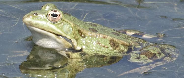 Pelophylax.