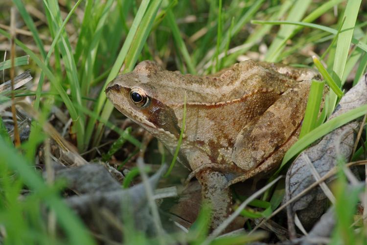 Rana temporaria.