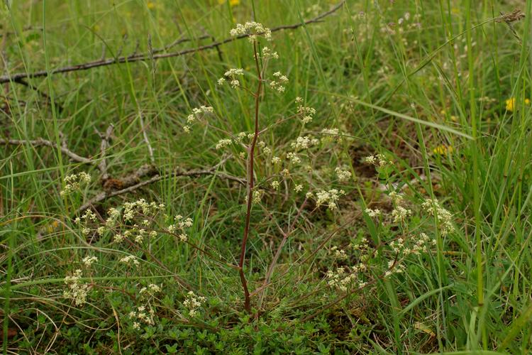 Trinia glauca.