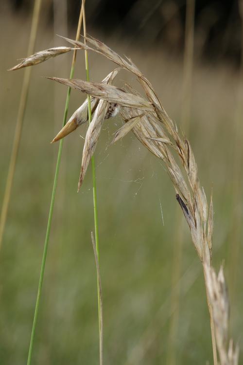 Aceria tenuis.