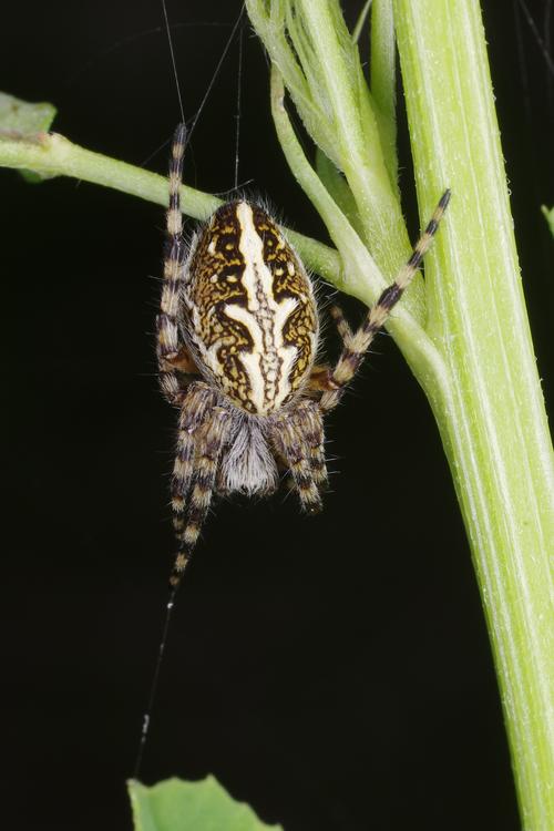 Aculepeira ceropegia.